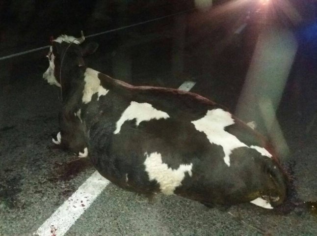 Закарпатець на елітному джипі збив насмерть корову та травмував пішохода