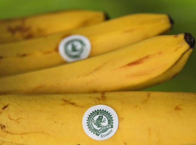 Чому на деяких продуктах зображена жаба: секретний знак чи підказка Чому на деяких продуктах зображена жаба