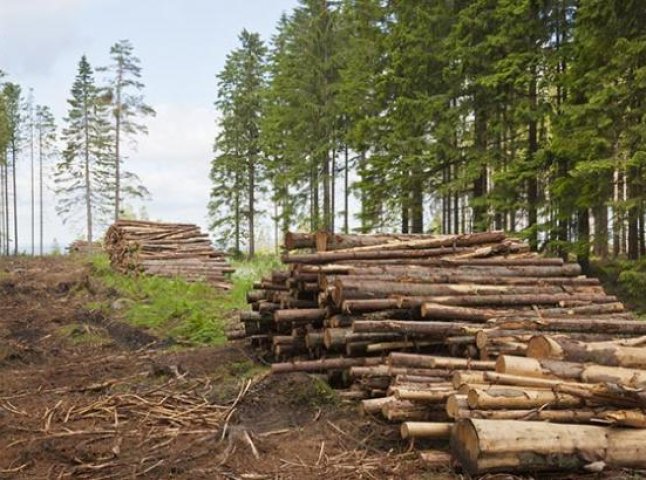 Поліцейські викрили лісоруба, який самовільно вирубав 27 дерев