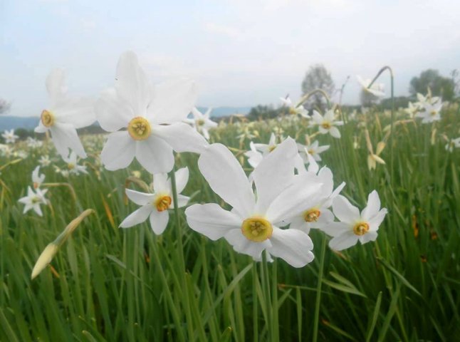 Долина нарцисів вкрилася білим цвітом на 40% (ФОТО)