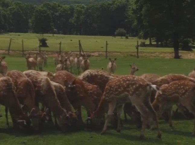 На Закарпатті є унікальна ферма плямистих оленів