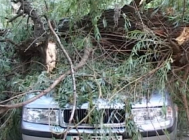 В Ужгороді старе дерево впало і розтрощило 4 автомобілі (ВІДЕО)