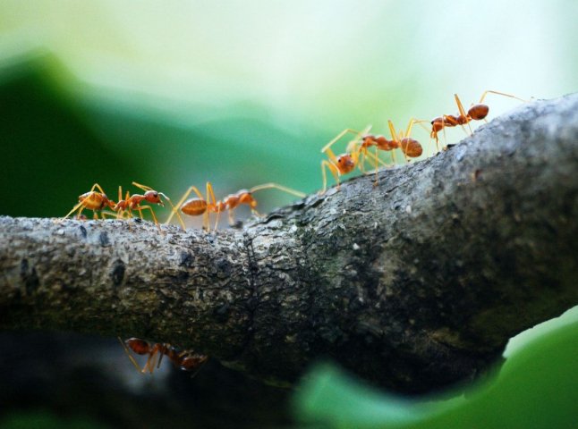 Бюджетні засоби, які захищають дерева від мурах