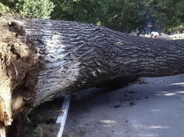 На Іршавщині дерево впало на дорогу та на автомобіль