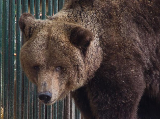 Закарпатські ведмеді можуть не пережити цьогорічну зиму
