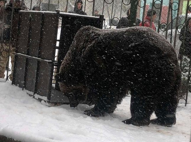 До реабілітаційного центру «Синевир» привезли ще одного ведмедя