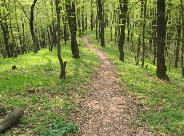 Закарпатські лісогосподарства отримали нових керівників