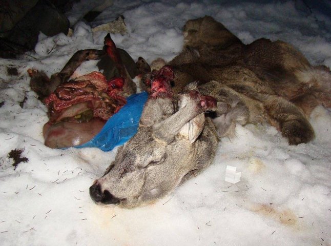На Закарпатті знайдено вбиту браконьєрами тварину, – ЗМІ