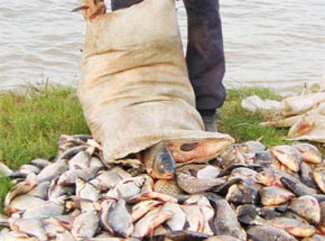 Для Закарпатських браконьєрів велика вода в радість