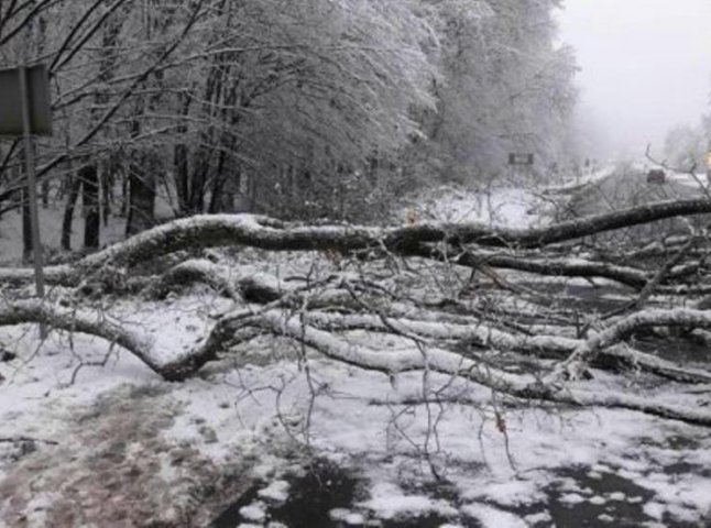 Через деревопад на Закарпатті 35 сіл залишились без світла