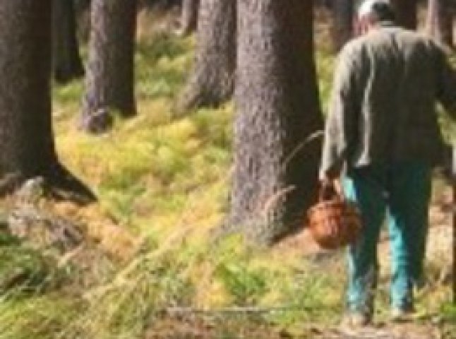 Чоловіка, який пішов по гриби і зник, знайшли мертвим у лісі