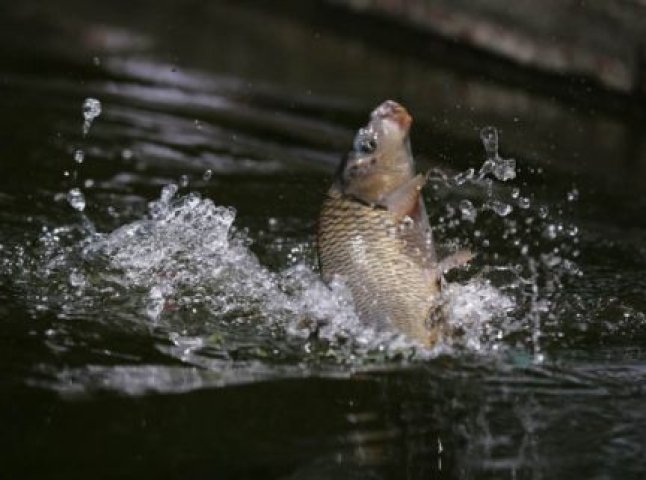 У річках та водоймах Закарпаття до 25 травня заборонено виловлювати рибу 
