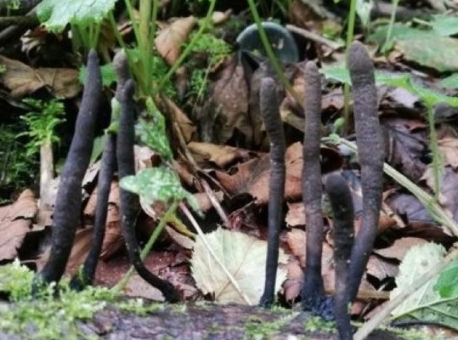"Пальці мерця": на Закарпатті знайшли рідкісні гриби