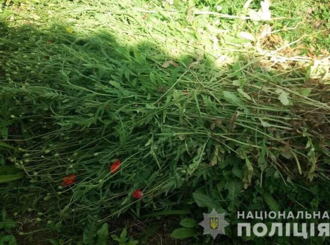 У селі на Мукачівщині в місцевої мешканки виявили посіви снодійного маку