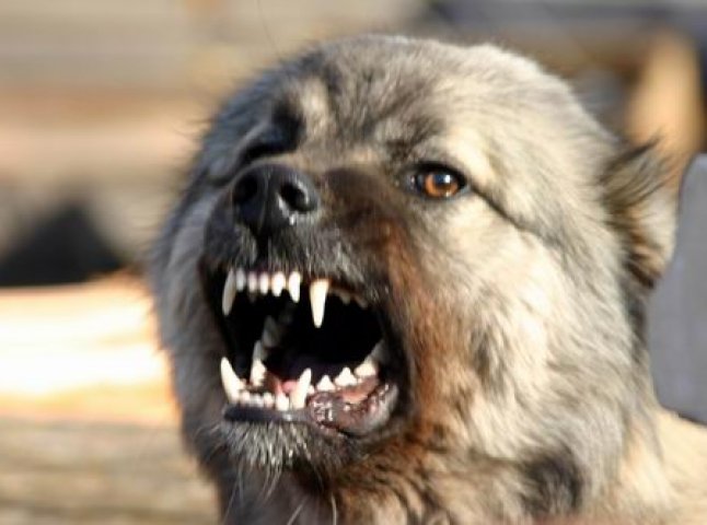У Великому Березному поліцейські стріляли в агресивного пса, який сильно покусав пенсіонерку