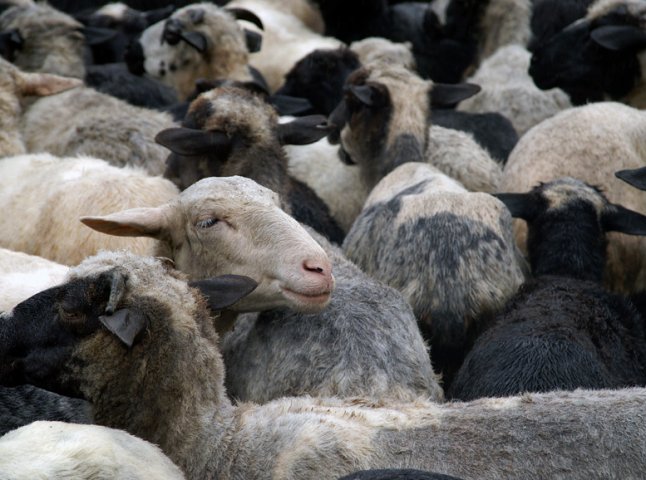 На Іршавщині на полонину урочисто провели вівчарів