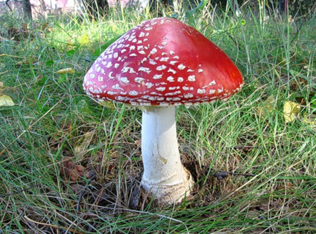 На Берегівщині троє осіб отруїлись грибами