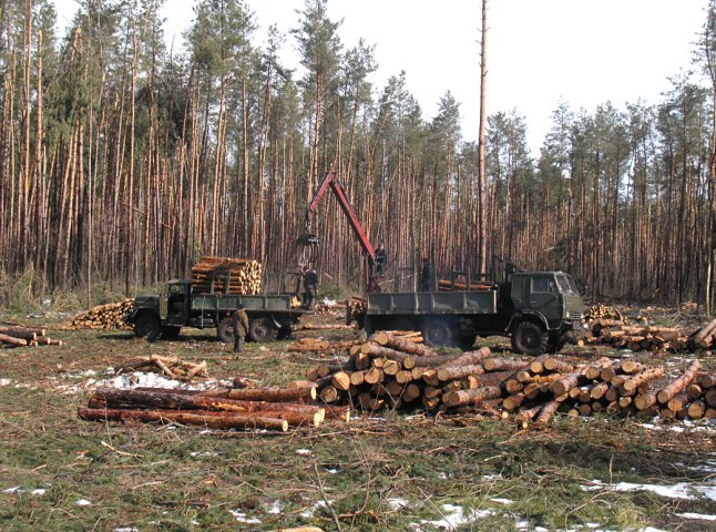 Прокуратура розпочала кримінальне провадження за фактом незаконної вирубки лісу на Берегівщині