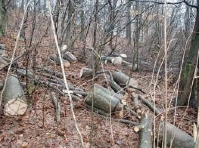 КП «Боздоський» відшкодує майже 74 тисяч гривень за незаконну вирубку дерев