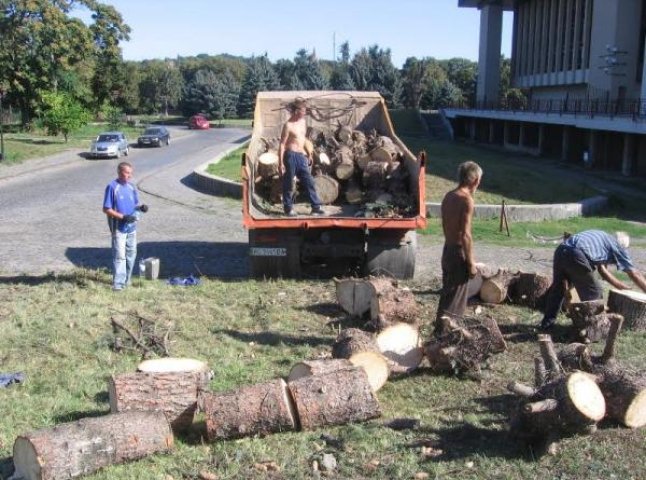 На місці зрізаних дерев біля Закарпатського драмтеатру власник території планує облаштувати парковку