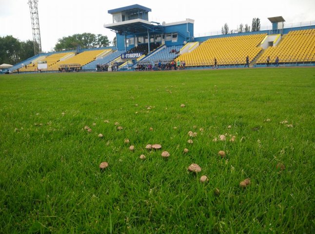На полі ужгородського стадіону "Авангард" виросли гриби