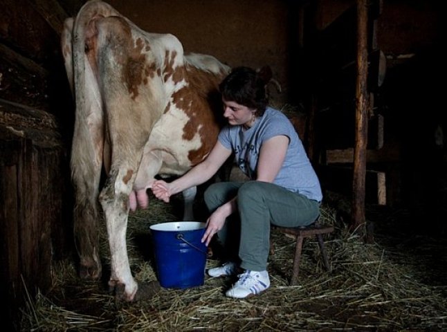 На Мукачівщині збільшився рівень виробництва молока та яєць