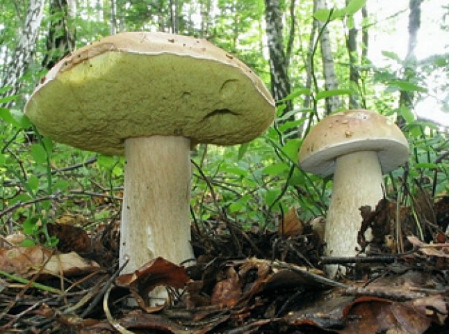 В Мукачеві з’явилися перші грибочки