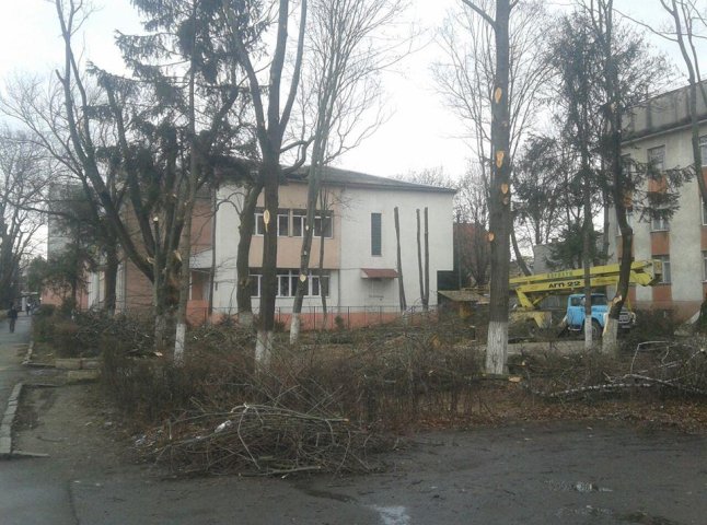 Департамент господарства не дав зрізати дерева біля центру переливання крові в Ужгороді