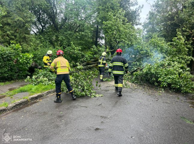 В Ужгороді велике дерево впало на дорогу В Ужгороді велике дерево впало на дорогу