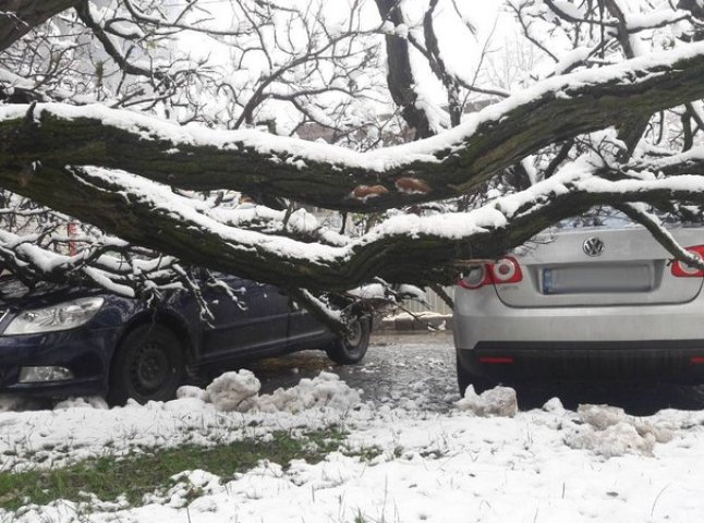 В Ужгороді дерево впало на дві машини