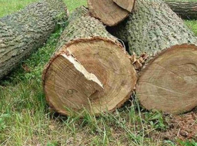 Двоє закарпатців постануть перед судом за незаконну вирубку дерев
