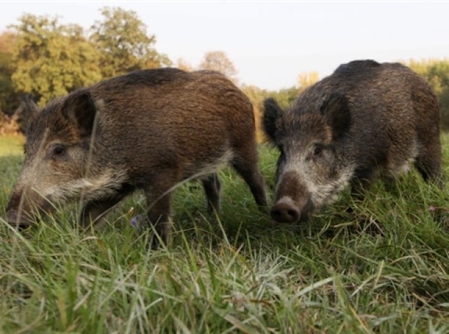 На Виноградівщині дикі свині знищують фермерські угіддя (ВІДЕО)