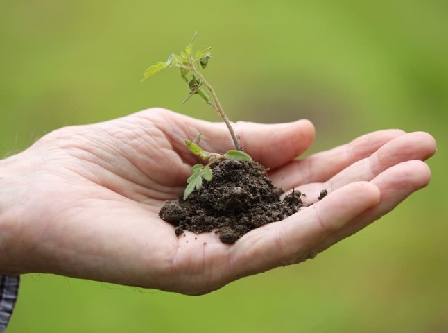 Буде щедрий урожай: посівний календар на травень 2026 року