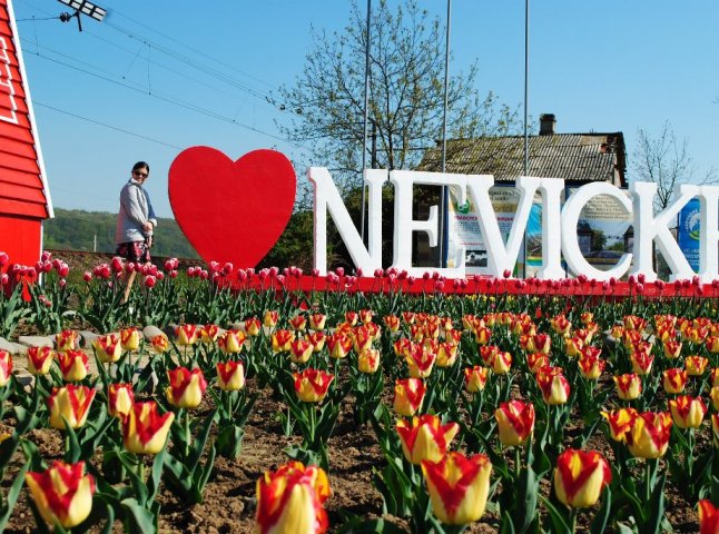 Маленькі Нідерланди на Закарпатті: як тюльпанове поле стало окрасою Невицького