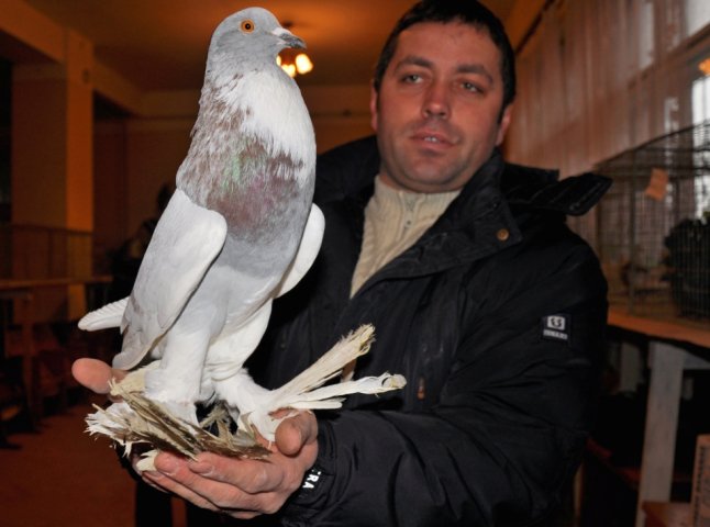 У Мукачеві пройшла виставка декоративних та спортивних голубів (ФОТО)