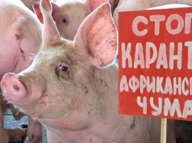 Через небезпечну хворобу на Виноградівщині знищили 800 голів свиней