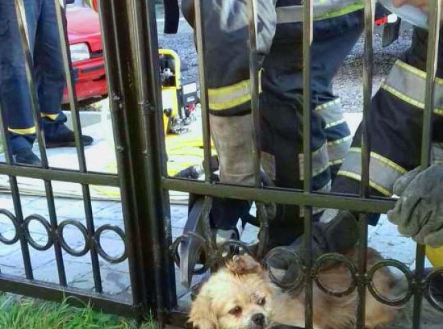 Рятувальники визволили собаку, який застряг у паркані