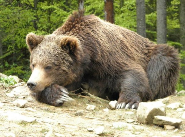 У парку "Синевир" аншлаг - туристи їдуть, щоб побачити бурих ведмедів