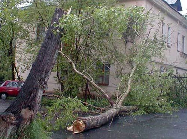 Внаслідок падіння дерева в Ужгороді, травмовано літню жінку
