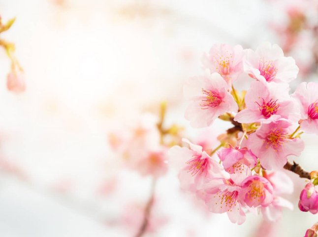 У Мукачеві цвіте «шалена» сакура