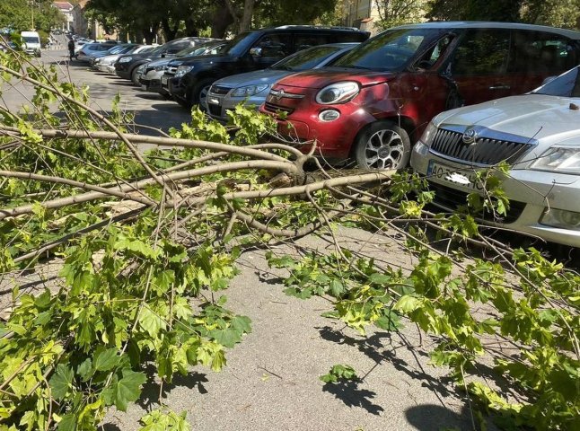 В Ужгороді гілка з дерева впала на припарковані автомобілі