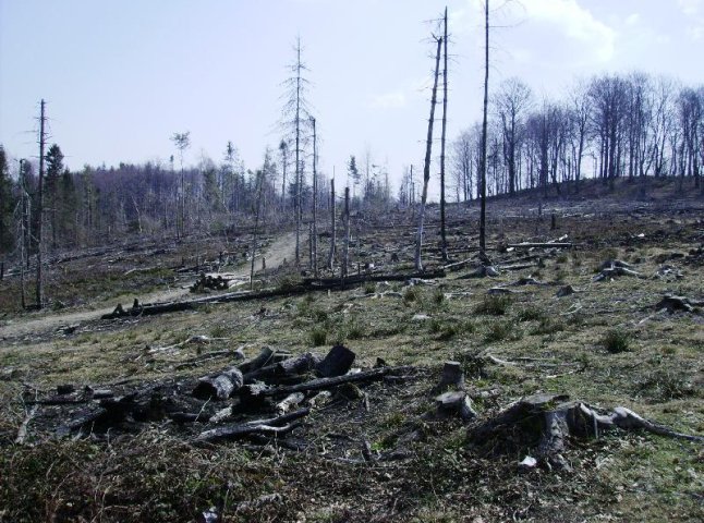 Незаконна вирубка лісів на Закарпатті: скільки прокуратура відкрила кримінальних справ