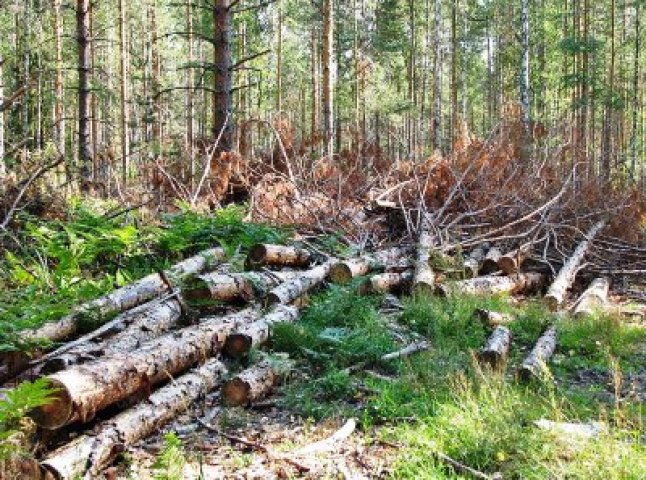 У «Великобичківському лісомисливському господарстві» виявлено порушень на суму понад 3,5 млн грн.