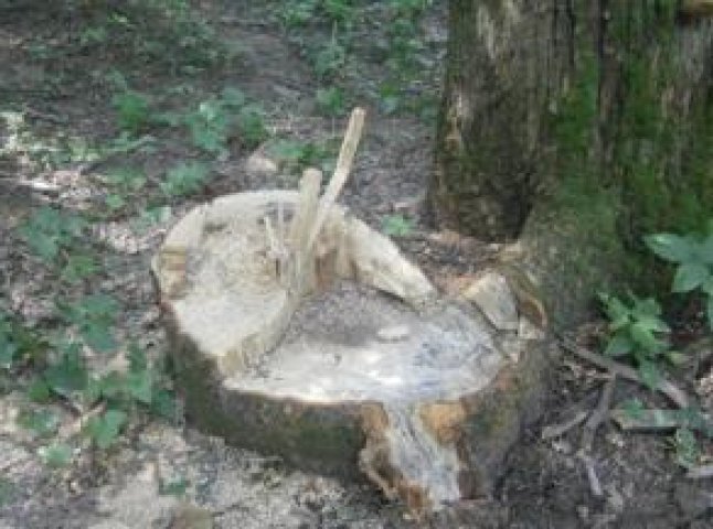 Виноградівські лісівники виявили незаконну вирубку дерев на майже 65 тисяч гривень
