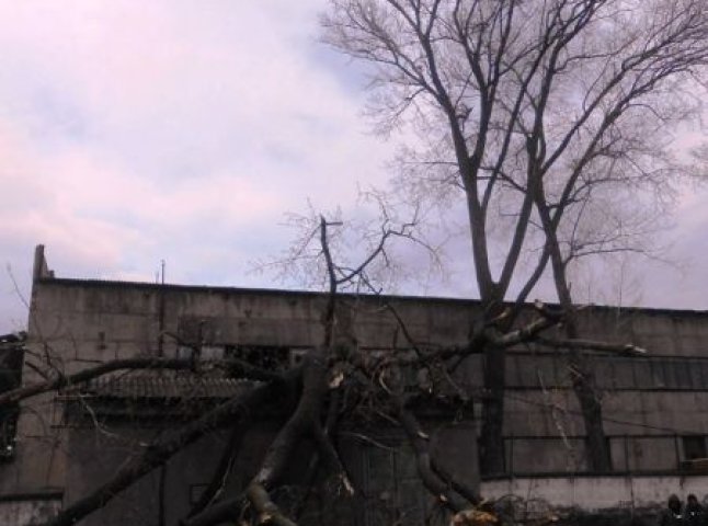 Через сильні вітри у Берегові дерево впало на трансформаторну підстанцію (ФОТО)