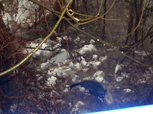 Під мостом у Кольчині собака потрапила у льодову пастку