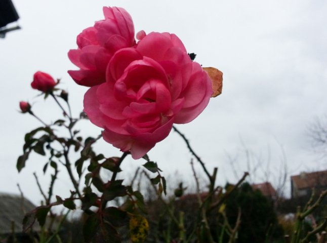 Незважаючи на холод, в Ужгороді цвітуть троянди