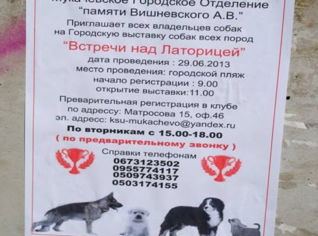 29 червня в місті Мукачево пройде виставка собак всіх порід