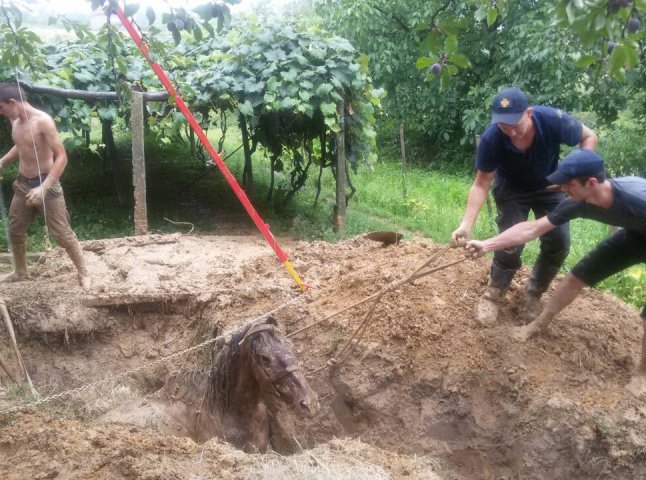 Спецоперація на Виноградівщині: рятувальники діставали із ями коня
