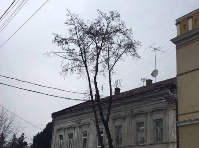 На вулиці Собранецькій в Ужгороді саджатимуть молоді дерева